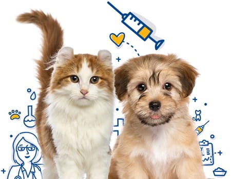 Download A Vacinação De Cães E Gatos - Caes E Gatos Desenho - Full